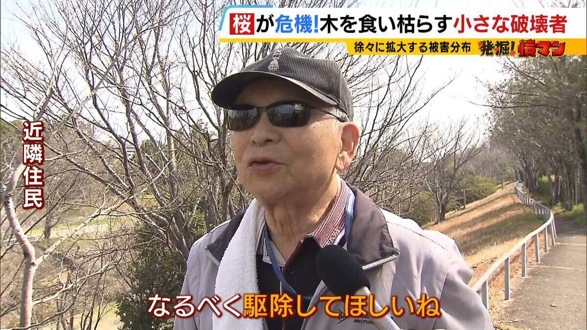 「いよいよ来てしまった…」桜の木を食い枯らす“小さな破壊者”『クビアカツヤカミキリ』異常な繁殖力で被害急拡大…桜の名所が消える危機に自治体も対応に苦慮「一度侵入許すと根絶は困難」