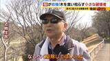 「「いよいよ来てしまった…」桜の木を食い枯らす“小さな破壊者”『クビアカツヤカミキリ』異常な繁殖力で被害急拡大…桜の名所が消える危機に自治体も対応に苦慮「一度侵入許すと根絶は困難」」の画像6