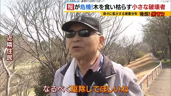 「「いよいよ来てしまった…」桜の木を食い枯らす“小さな破壊者”『クビアカツヤカミキリ』異常な繁殖力で被害急拡大…桜の名所が消える危機に自治体も対応に苦慮「一度侵入許すと根絶は困難」」の画像