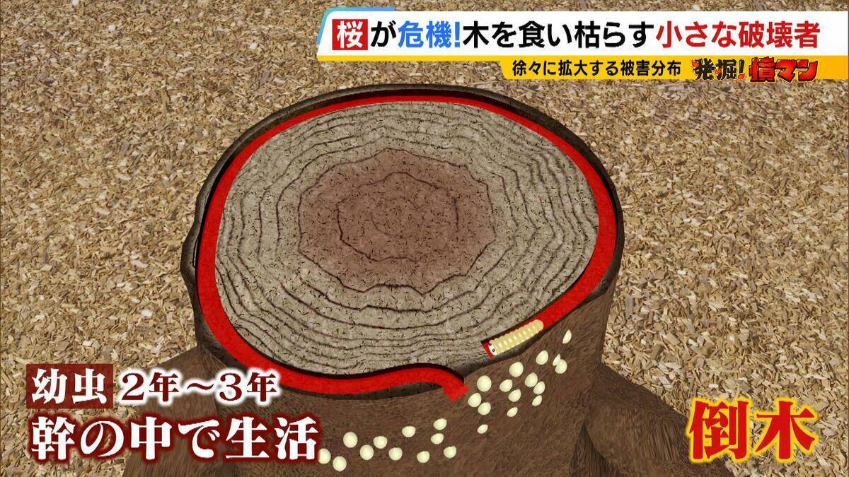 「いよいよ来てしまった…」桜の木を食い枯らす“小さな破壊者”『クビアカツヤカミキリ』異常な繁殖力で被害急拡大…桜の名所が消える危機に自治体も対応に苦慮「一度侵入許すと根絶は困難」