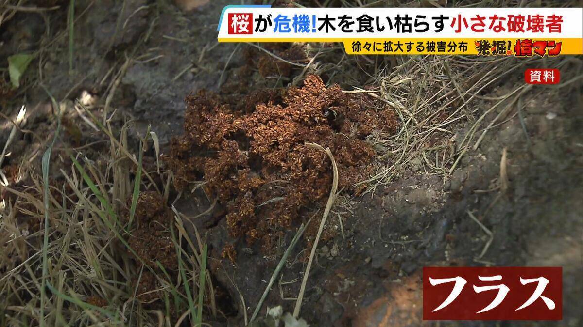 「いよいよ来てしまった…」桜の木を食い枯らす“小さな破壊者”『クビアカツヤカミキリ』異常な繁殖力で被害急拡大…桜の名所が消える危機に自治体も対応に苦慮「一度侵入許すと根絶は困難」