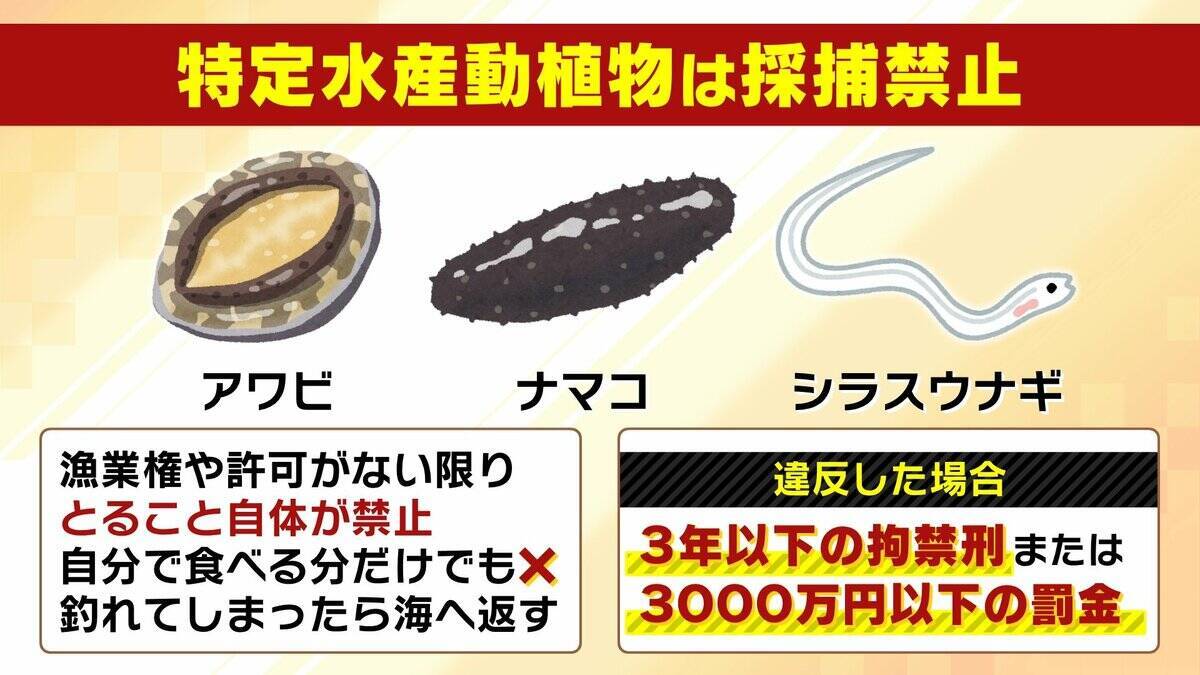 【摘発の瞬間】「持って帰らへん、逃がすから」「いやいやいや」網袋にサザエなど約200個　何をとったら密漁？→ワカメやアサリも　密漁疑いでレジャー客ら19人摘発　京都・京丹後市