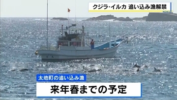 クジラ・イルカの追い込み漁が解禁　和歌山・太地町で約400年続く伝統漁法