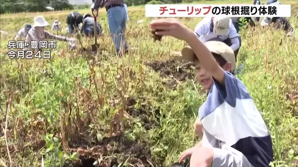 来年春のお楽しみ…チューリップの球根掘り体験　「チューリップまつり」から1か月「周囲に分けて喜んでもらいたい」　兵庫・豊岡市但東町