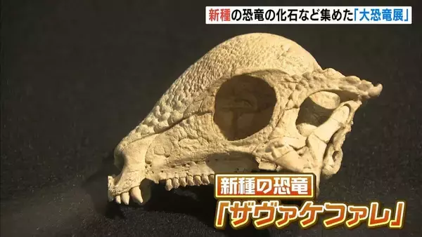 『大恐竜展』スタート！目玉は“頭突き恐竜”「ザヴァケファレ」の化石　丹波市立たんば恐竜博物館