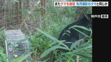  神戸市で再び「クマ」出没…先月１１日に撮影された個体と同じ可能性大