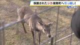 「「安心して暮らせる場所を提供してあげたい」“迷いシカ”が引越し先に到着　大阪・能勢町の温泉施設が受け入れ　過去に野生のシカ4頭を保護したことも　一般公開予定は当面なし」の画像1