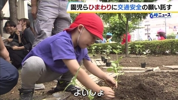 園児らが「ひまわり」通じて交通安全を考える　命の大切さや交通ルールを学ぶ取り組み「ひまわりの絆プロジェクト」