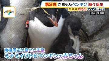 海遊館で「ミナミイワトビペンギン」の赤ちゃん誕生！特徴的な“黄色い飾り羽”まだ生えておらず