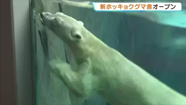 泳ぐ「ホウちゃん」が間近に！ホッキョクグマ舎がリニューアルオープン　大阪・天王寺動物園