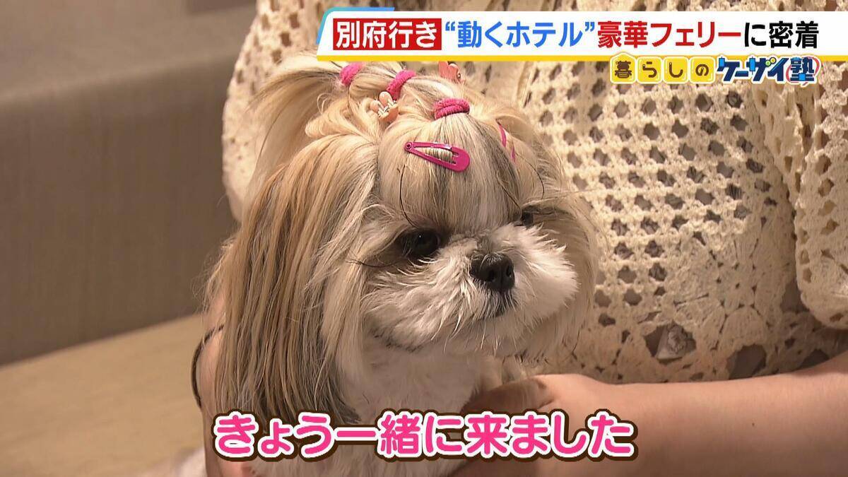 ゆったりと心地良い船旅はＧＷにぴったり？フェリー『さんふらわあ くれない 』に乗ってみた！大阪－別府を結ぶ豪華な“動くホテル”　ペットＯＫの客室や「１人でも泊まりやすい」相部屋タイプなど２０種類以上の部屋を用意