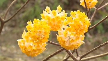 山の斜面を彩る黄色の群生「ミツマタ」が見頃　寒さで例年より1か月遅い咲き始め　樹皮は和紙や紙幣の原料にも　兵庫・丹波市