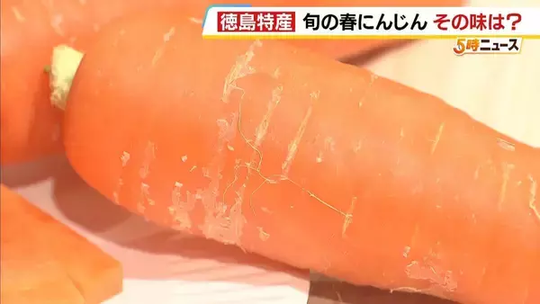 「水分がすごく甘い」徳島特産“春にんじん”が出荷ピーク　寒暖差で甘さが増す　室温約50度のハウスで栽培