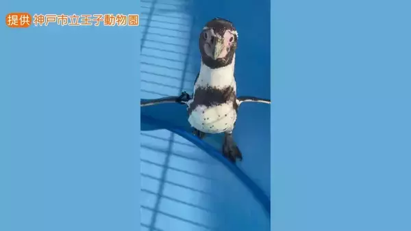 【31歳じぃ＆5歳の若妻】平均寿命を超える長寿の秘訣は？ 神戸市立王子動物園のフンボルトペンギン