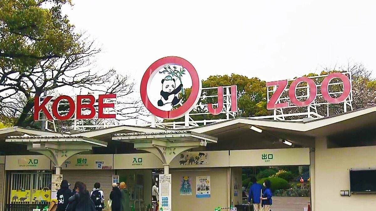 【31歳じぃ＆5歳の若妻】平均寿命を超える長寿の秘訣は？ 神戸市立王子動物園のフンボルトペンギン