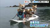 「愛犬と一緒に海水浴「わんわんビーチ」利用料は１頭につき１０００円　兵庫・青井浜海水浴場」の画像1