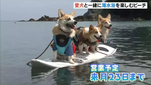 愛犬と一緒に海水浴「わんわんビーチ」利用料は１頭につき１０００円　兵庫・青井浜海水浴場