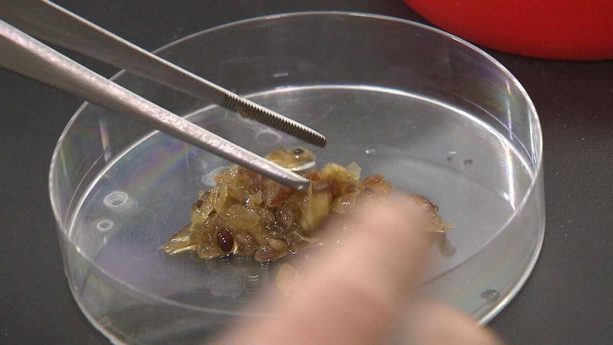 クマに襲われかけたことも…「フン拾い調査」で判明　クマの主食、実は「ドングリ」ではなかった？　兵庫県立大学研究チームが国内初の研究結果を発表　兵庫～京都北部のツキノワグマ　秋は「液果類」が主食