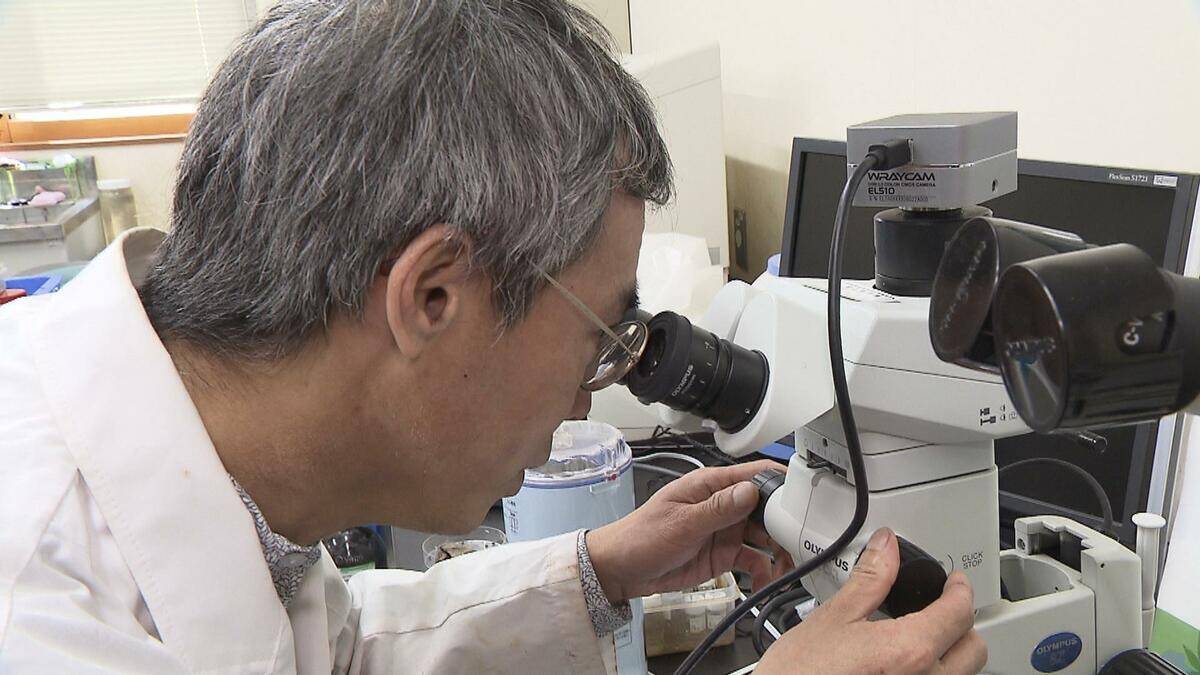 クマに襲われかけたことも…「フン拾い調査」で判明　クマの主食、実は「ドングリ」ではなかった？　兵庫県立大学研究チームが国内初の研究結果を発表　兵庫～京都北部のツキノワグマ　秋は「液果類」が主食