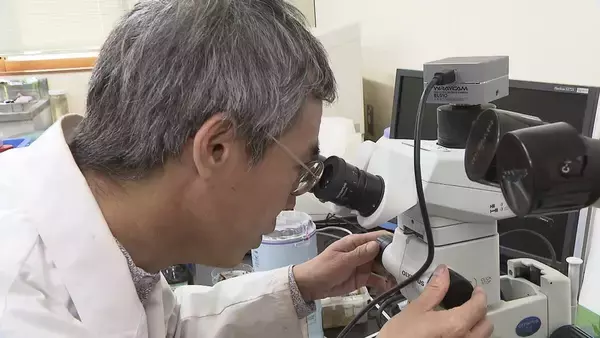 「クマに襲われかけたことも…「フン拾い調査」で判明　クマの主食、実は「ドングリ」ではなかった？　兵庫県立大学研究チームが国内初の研究結果を発表　兵庫～京都北部のツキノワグマ　秋は「液果類」が主食」の画像