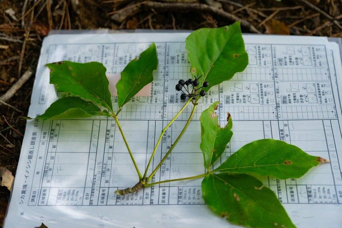 クマに襲われかけたことも…「フン拾い調査」で判明　クマの主食、実は「ドングリ」ではなかった？　兵庫県立大学研究チームが国内初の研究結果を発表　兵庫～京都北部のツキノワグマ　秋は「液果類」が主食