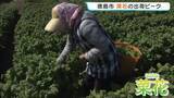 「春の訪れ告げる“菜花”の出荷ピーク　全国有数の産地・徳島市で…少雨や暖かい日が続くことで生育の管理に苦労」の画像1