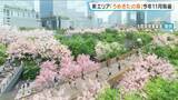 「グラングリーン大阪北側に新エリア「うめきたの森」11月開園へ！105種類の植物で“日本の四季”を感じられる空間に…　おととし9月に南側が先行開業　大阪・梅田」の画像1
