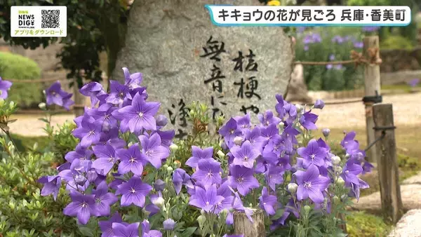 縁起のいい花「キキョウ」が見ごろ　漢字で書くと「更」に「吉」　兵庫・遍照寺