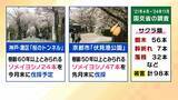 「桜の代名詞「ソメイヨシノ」が減少へ？戦後に大量植樹→近年「高齢化」で伐採相次ぐ　温暖化による衰弱・開花異常も　日本の“春の景色”どうなる？【MBS米澤飛鳥解説委員】」の画像1