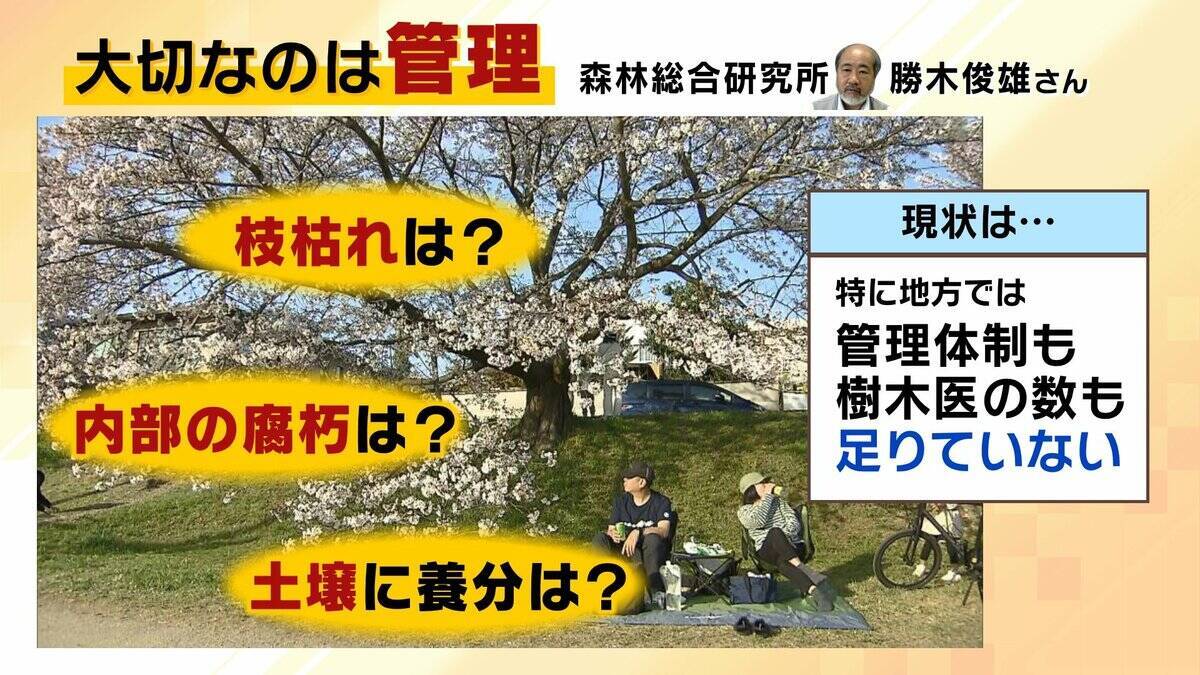 桜の代名詞「ソメイヨシノ」が減少へ？戦後に大量植樹→近年「高齢化」で伐採相次ぐ　温暖化による衰弱・開花異常も　日本の“春の景色”どうなる？【MBS米澤飛鳥解説委員】