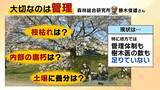 「桜の代名詞「ソメイヨシノ」が減少へ？戦後に大量植樹→近年「高齢化」で伐採相次ぐ　温暖化による衰弱・開花異常も　日本の“春の景色”どうなる？【MBS米澤飛鳥解説委員】」の画像2
