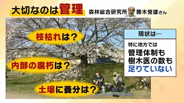 「桜の代名詞「ソメイヨシノ」が減少へ？戦後に大量植樹→近年「高齢化」で伐採相次ぐ　温暖化による衰弱・開花異常も　日本の“春の景色”どうなる？【MBS米澤飛鳥解説委員】」の画像