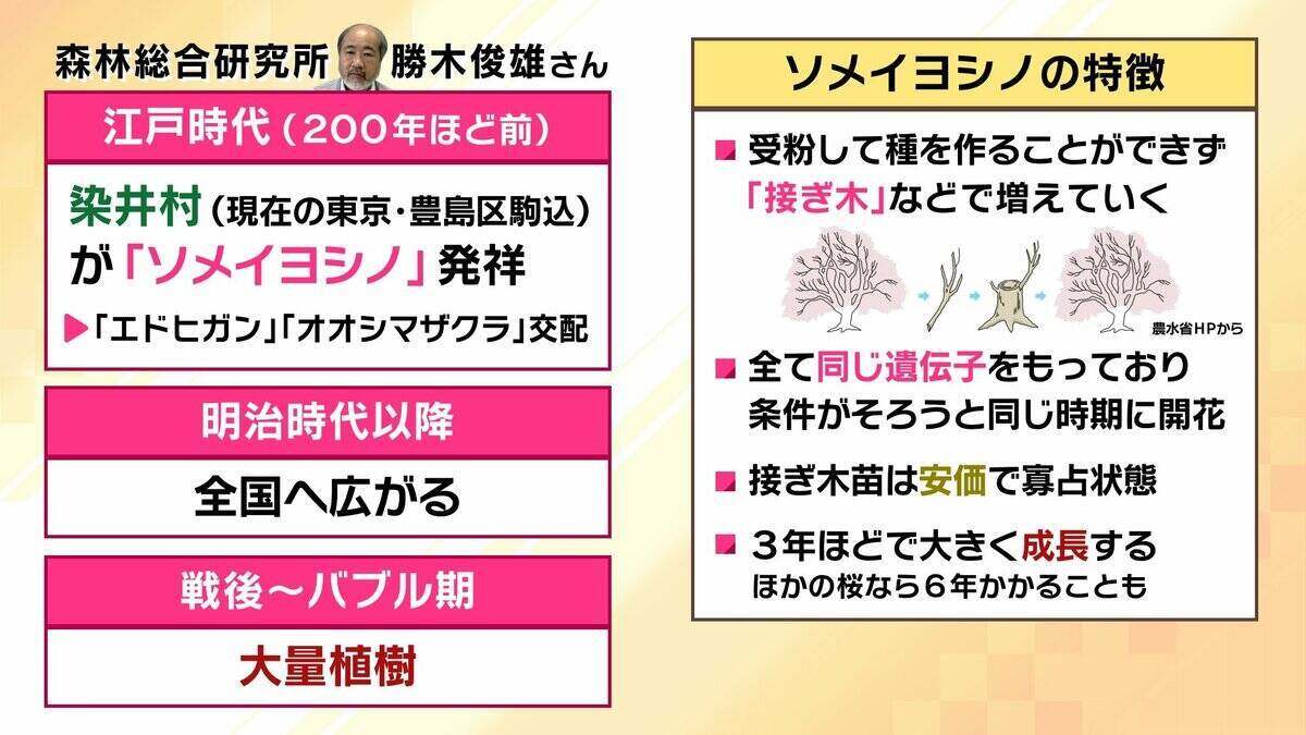 桜の代名詞「ソメイヨシノ」が減少へ？戦後に大量植樹→近年「高齢化」で伐採相次ぐ　温暖化による衰弱・開花異常も　日本の“春の景色”どうなる？【MBS米澤飛鳥解説委員】