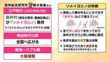 「桜の代名詞「ソメイヨシノ」が減少へ？戦後に大量植樹→近年「高齢化」で伐採相次ぐ　温暖化による衰弱・開花異常も　日本の“春の景色”どうなる？【MBS米澤飛鳥解説委員】」の画像3