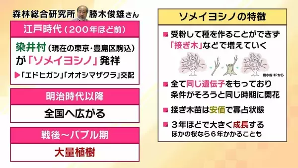 「桜の代名詞「ソメイヨシノ」が減少へ？戦後に大量植樹→近年「高齢化」で伐採相次ぐ　温暖化による衰弱・開花異常も　日本の“春の景色”どうなる？【MBS米澤飛鳥解説委員】」の画像