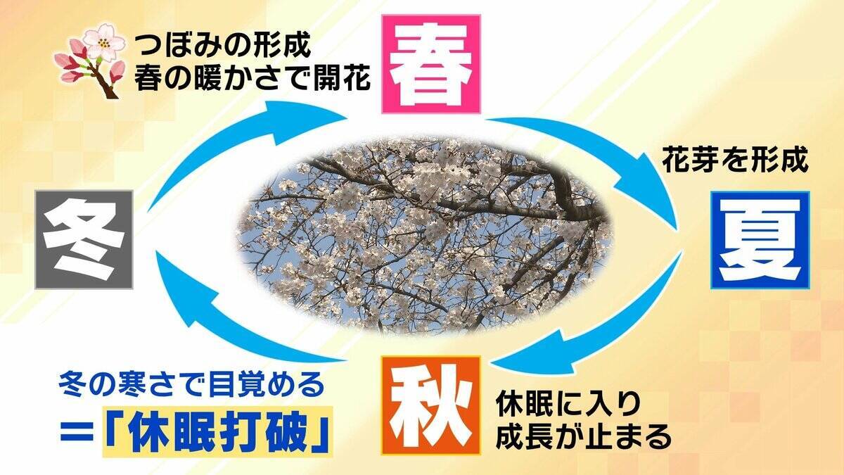 桜の代名詞「ソメイヨシノ」が減少へ？戦後に大量植樹→近年「高齢化」で伐採相次ぐ　温暖化による衰弱・開花異常も　日本の“春の景色”どうなる？【MBS米澤飛鳥解説委員】