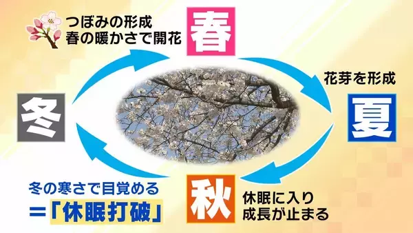「桜の代名詞「ソメイヨシノ」が減少へ？戦後に大量植樹→近年「高齢化」で伐採相次ぐ　温暖化による衰弱・開花異常も　日本の“春の景色”どうなる？【MBS米澤飛鳥解説委員】」の画像