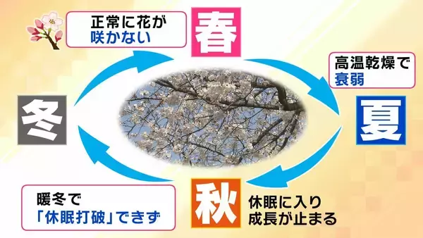 「桜の代名詞「ソメイヨシノ」が減少へ？戦後に大量植樹→近年「高齢化」で伐採相次ぐ　温暖化による衰弱・開花異常も　日本の“春の景色”どうなる？【MBS米澤飛鳥解説委員】」の画像