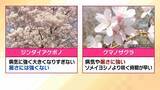 「桜の代名詞「ソメイヨシノ」が減少へ？戦後に大量植樹→近年「高齢化」で伐採相次ぐ　温暖化による衰弱・開花異常も　日本の“春の景色”どうなる？【MBS米澤飛鳥解説委員】」の画像6