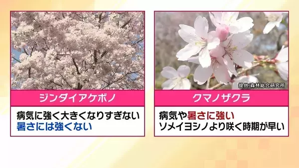 「桜の代名詞「ソメイヨシノ」が減少へ？戦後に大量植樹→近年「高齢化」で伐採相次ぐ　温暖化による衰弱・開花異常も　日本の“春の景色”どうなる？【MBS米澤飛鳥解説委員】」の画像
