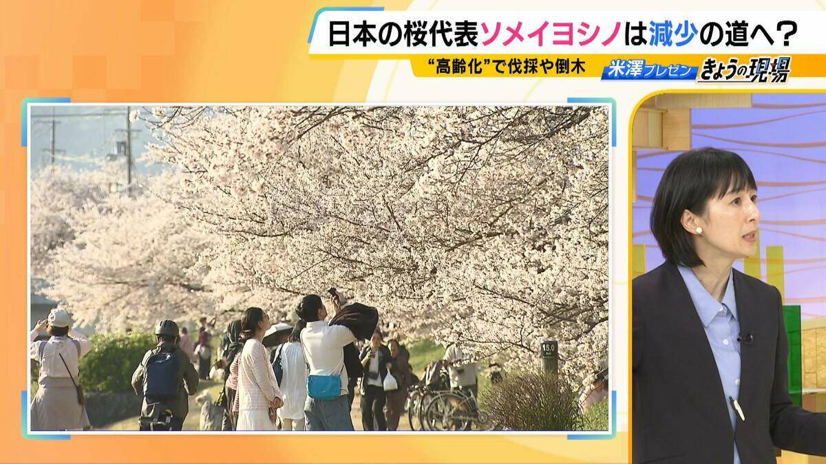 桜の代名詞「ソメイヨシノ」が減少へ？戦後に大量植樹→近年「高齢化」で伐採相次ぐ　温暖化による衰弱・開花異常も　日本の“春の景色”どうなる？【MBS米澤飛鳥解説委員】