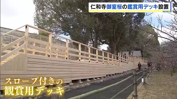 世界遺産・仁和寺に「御室桜」の観賞用デッキ設置　樹齢360年…枯死危惧されるも組織培養した苗木が花を咲かせ続ける　27日から御室花まつり