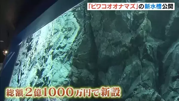 「ビワコオオナマズ」新水槽が公開　クラファンなど活用し総額2億1000万円かけつくり直される　滋賀・琵琶湖博物館