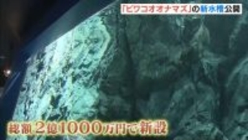 「ビワコオオナマズ」新水槽が公開　クラファンなど活用し総額2億1000万円かけつくり直される　滋賀・琵琶湖博物館