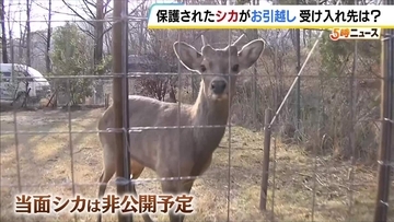 大阪で捕獲されたシカの『引越し先』は能勢町の温泉宿　奈良県は「受け入れ難しい」判断も、野生シカを保護した経験、柵で囲ったスペースなど決め手に　２７日、能勢に到着