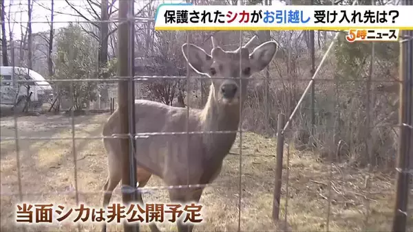 大阪で捕獲されたシカの『引越し先』は能勢町の温泉宿　奈良県は「受け入れ難しい」判断も、野生シカを保護した経験、柵で囲ったスペースなど決め手に　２７日、能勢に到着