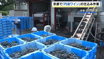『丹波ワイン』新酒の仕込み「さわやかな酸味と甘さのバランスとれた仕上がりに」白は来月9日、赤は11月13日に発売予定