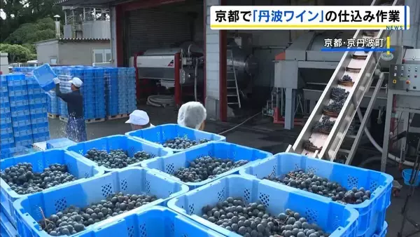 『丹波ワイン』新酒の仕込み「さわやかな酸味と甘さのバランスとれた仕上がりに」白は来月9日、赤は11月13日に発売予定