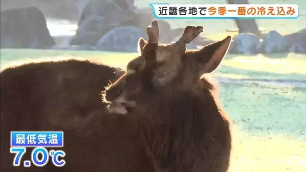 【11月中旬並み】京都や奈良で最低気温“ひとケタ”「朝からこたつに入っていました」鹿が吐く息も白く…寒暖差の大きい1日に