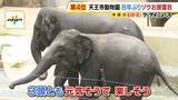 「【天王寺動物園】8年ぶり！ゾウの一般公開始まる　「３頭とも元気で楽しそう」ゾウ舎は約45億円投じてリニューアル　ゾウにとってもより過ごしやすい環境に」の画像1
